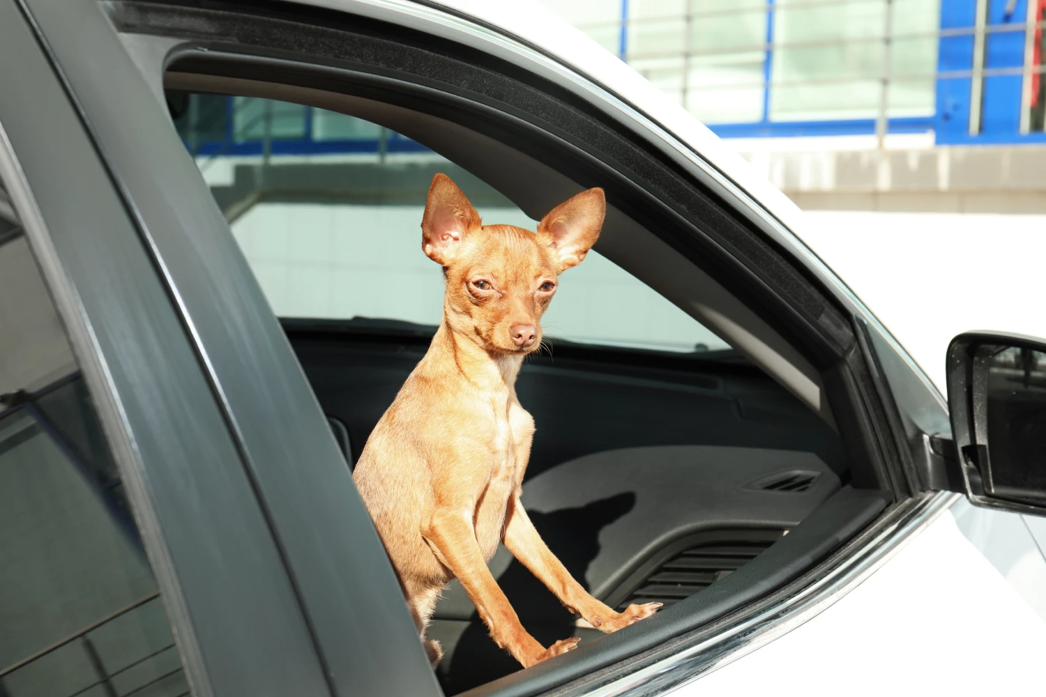 Dog Carrier Purse for Miniature Pinscher